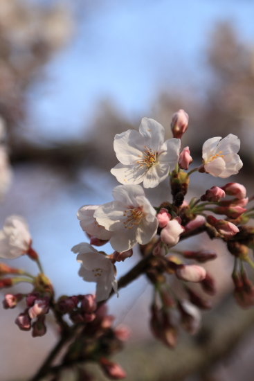 馬見丘陵公園の桜