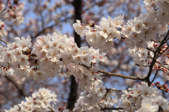 馬見丘陵公園の桜